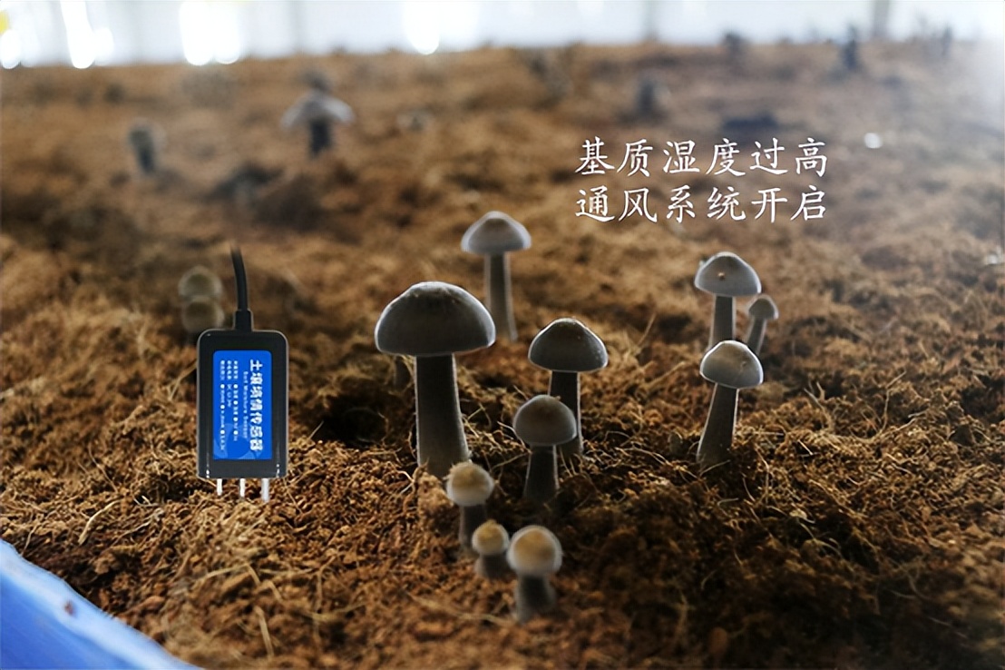 菌菇种植智能监控系统，菌茹通风系统