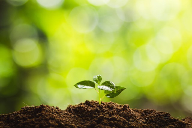 光照度传感器，如何成了智慧农业的新宠儿